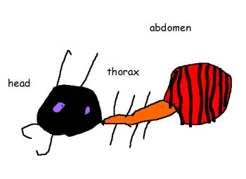 ant02